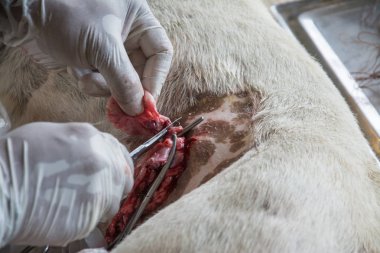 Sterilizasyon içinde belgili tanımlık köpek veteriner hekimler tarafından.