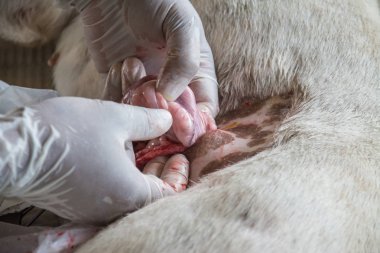 Sterilizasyon içinde belgili tanımlık köpek veteriner hekimler tarafından.