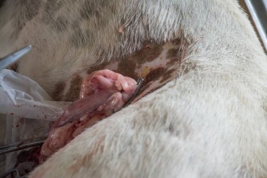 Sterilizasyon içinde belgili tanımlık köpek veteriner hekimler tarafından.