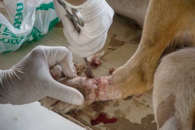 Veteriner cerrahi köpek bacak