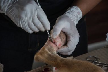 Veteriner cerrahi köpek bacak