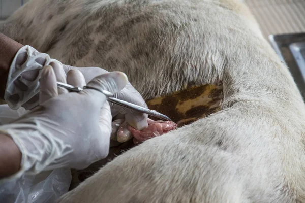 Sterilizasyon içinde belgili tanımlık köpek veteriner hekimler tarafından.