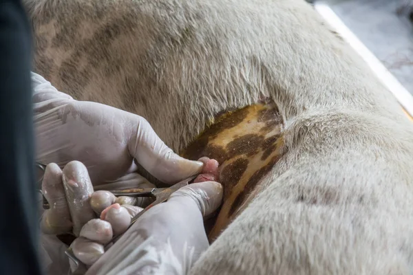 Sterilizasyon içinde belgili tanımlık köpek veteriner hekimler tarafından.