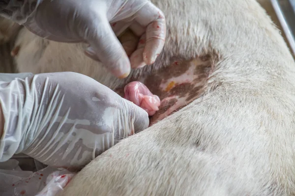 Sterilizasyon içinde belgili tanımlık köpek veteriner hekimler tarafından.