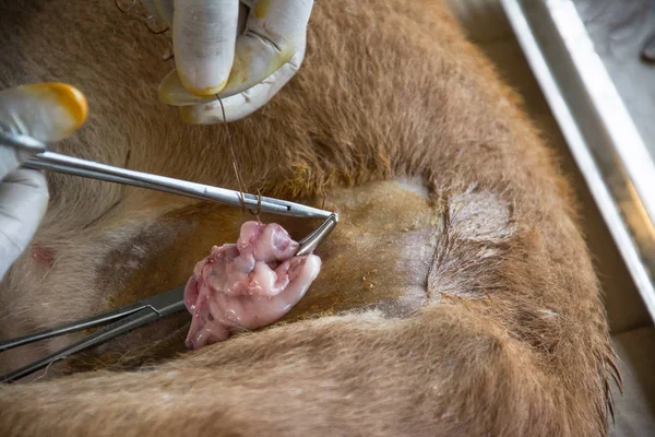 Sterilizasyon içinde belgili tanımlık köpek veteriner hekimler tarafından.