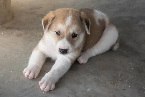 Cãozinho bonito Cão tailandês, Tailândia — Fotografia de Stock