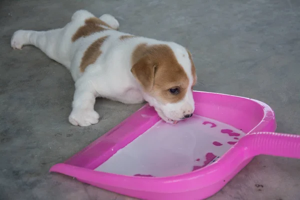 Cute puppy Thai dog drinking milk, Thailand — Stock Photo, Image