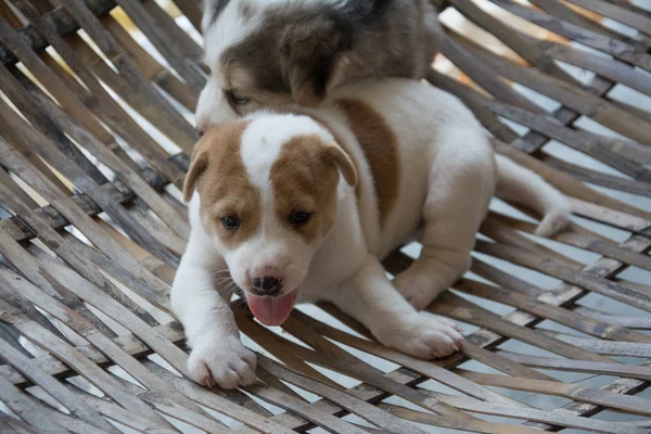 Cãozinho bonito Cão tailandês, Tailândia — Fotografia de Stock