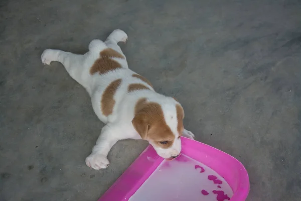 Cute puppy Thai dog drinking milk, Thailand — Stock Photo, Image