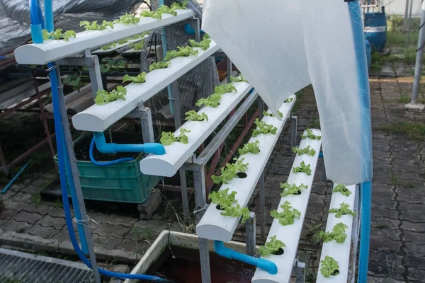Tanaman kecil atau salad sayuran rown dari sistem hidroponik — Stok Foto
