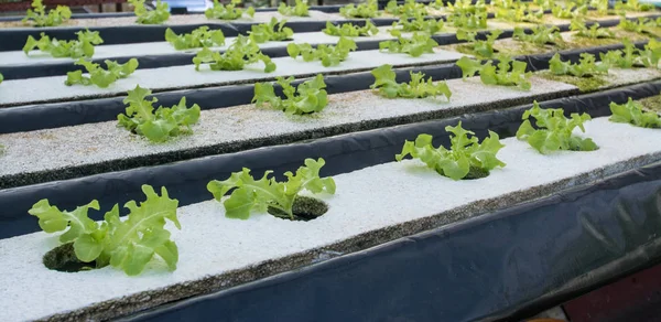 Tanaman kecil atau salad sayuran rown dari sistem hidroponik — Stok Foto