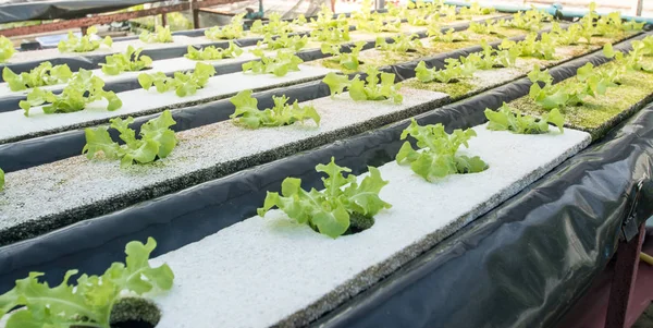 Små plantor eller sallad vegetabiliska rown från hydroponics system — Stockfoto