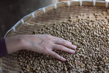 çiğ kahve çekirdekleri Tayland'da seçme kadın