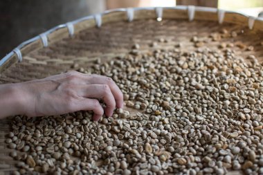 çiğ kahve çekirdekleri Tayland'da seçme kadın