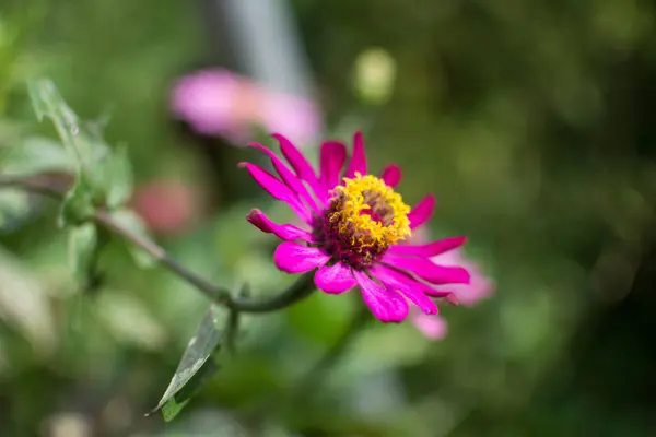 Fiore rosa in giardino — Foto Stock