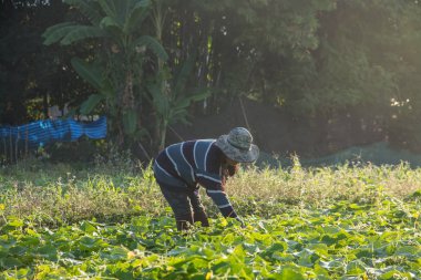 sabah, yeşil sebze bahçesinde sebze toplama çiftçi