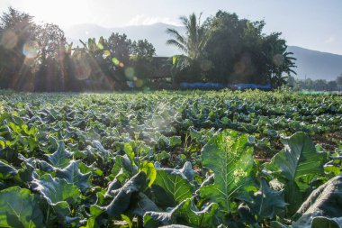 gündoğumu Pua, Tha Kuzey yeşil sebze bahçesinde ile