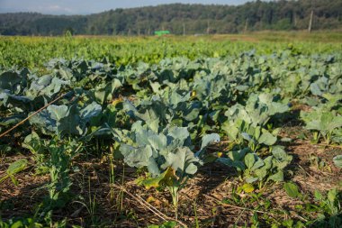  yeşil sebze bahçesinde Pua, Kuzey Tayland