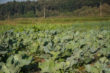  yeşil sebze bahçesinde Pua, Kuzey Tayland