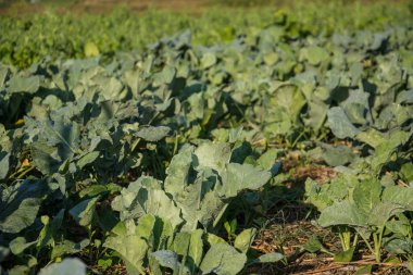  yeşil sebze bahçesinde Pua, Kuzey Tayland