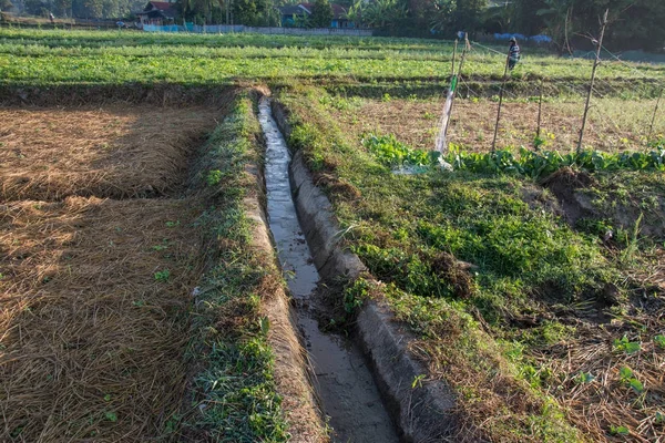 Saluran irigasi dengan kebun sayuran hijau di Pua, tidak ada — Stok Foto
