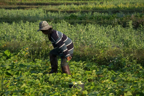 Farmer picking vegetable  in the morning, green vegetable garden — Stock Photo, Image