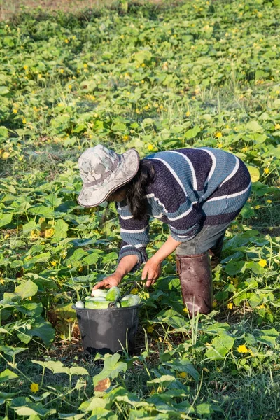 Farmer picking vegetable  in the morning, green vegetable garden — Stock Photo, Image