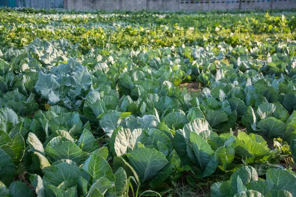 Huerta verde en Pua, el norte de Tailandia —  Fotos de Stock