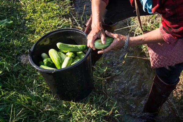 Farmer picking vegetable  in the morning, green vegetable garden — Stock Photo, Image