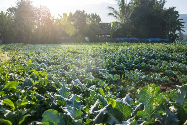 Salida del sol con huerta verde en Pua, el norte de Tha — Foto de Stock