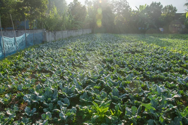 Salida del sol con huerta verde en Pua, el norte de Tha — Foto de Stock