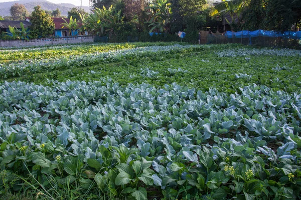 Huerta verde en Pua, el norte de Tailandia — Foto de Stock