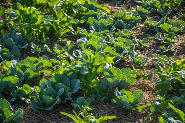 Huerta verde en Pua, el norte de Tailandia —  Fotos de Stock