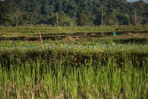 Grüne Reisfelder in Pua, im Norden Thailands — Stockfoto