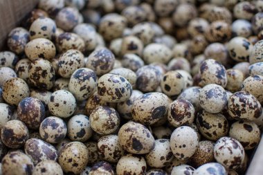 Küçük bıldırcın yumurtalarıyla desenli bahar arkaplanı. Eko ürünleri. 