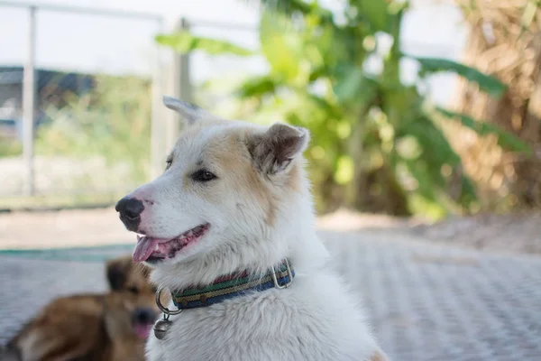 Bonito cão tailandês, Tailândia — Fotografia de Stock