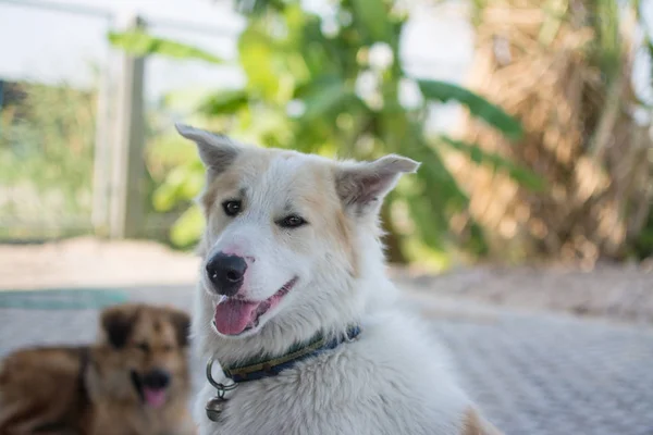 Tatlı Tay köpek, Tayland — Stok fotoğraf