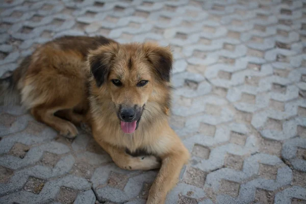 Tay köpek yere oturmak