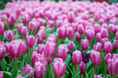 Pembe laleler tarlası