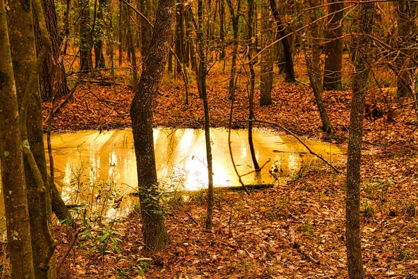 Karanlık çöktüğünde ormanın derinliklerinde parlak sıvı altın göleti.