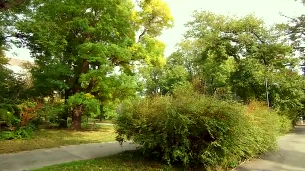 Dans Parc Autour Avant Saison Automne — Video