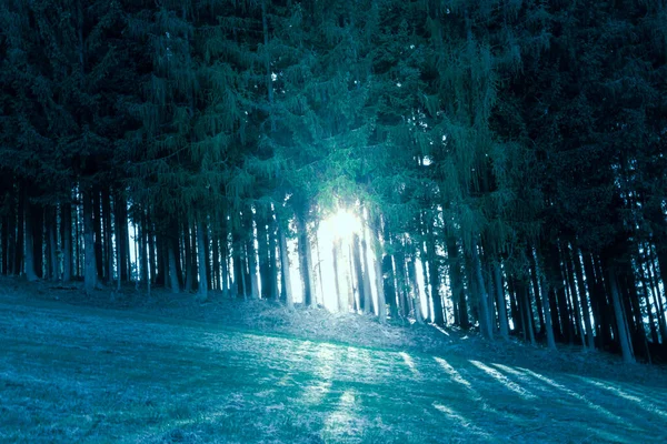 Beau paysage argenté et forêt dans la nature pure — Photo