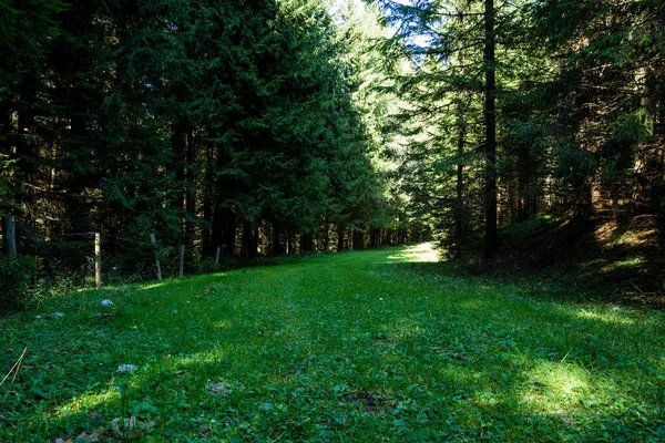 Beautiful green landscape and forest in the nature Stock Image