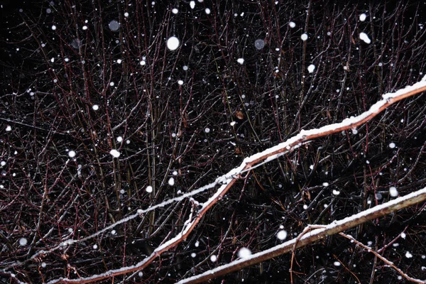 雪花落在树枝上 — 图库照片
