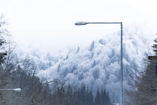 Veel witte dennenbomen op de berg in het winterseizoen — Stockfoto