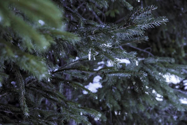 Zamrzlé větve jedle v lese — Stock fotografie