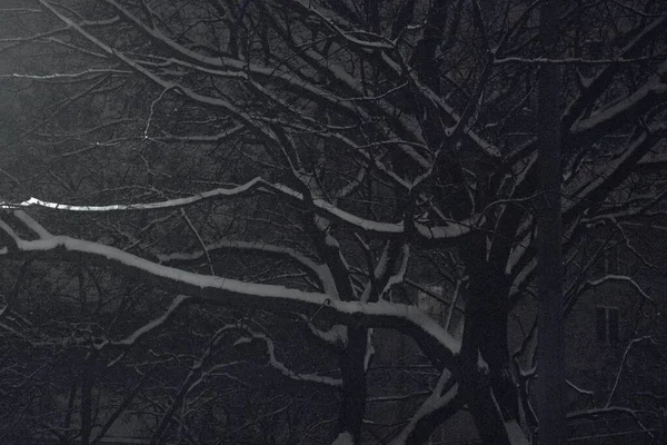 冬天雪花落在树枝上 — 图库照片