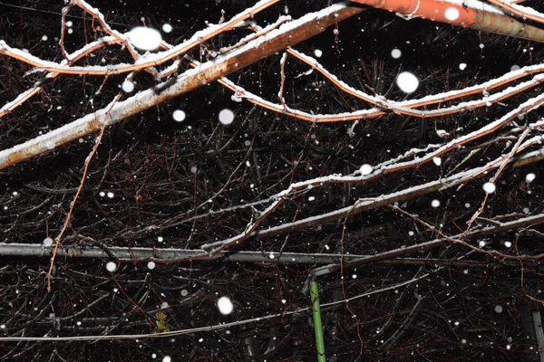 冬天雪花落在树枝上 — 图库照片
