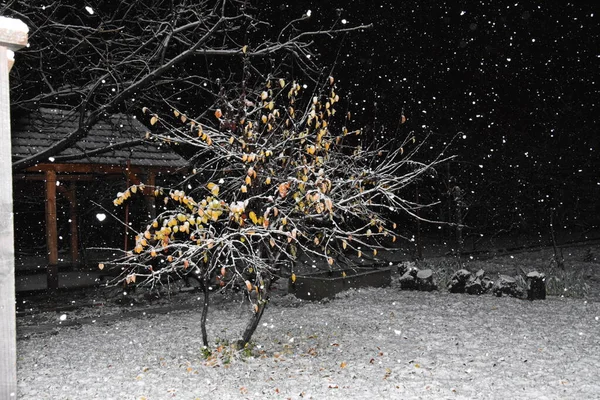 冬天雪花落在树枝上 — 图库照片
