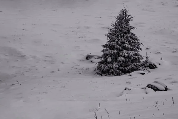 雪地上一棵冷杉的黑白照片 — 图库照片